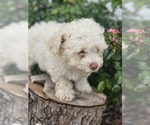 Small Photo #1 Aussie-Poo-Aussiedoodle Mix Puppy For Sale in TAYLOR, TX, USA