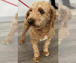 Small #2 Cavapoo (Miniature)