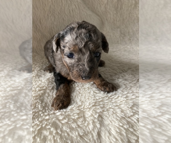 Medium Photo #1 Poodle (Miniature) Puppy For Sale in WOOSTER, OH, USA