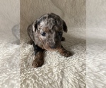 Small Photo #1 Poodle (Miniature) Puppy For Sale in WOOSTER, OH, USA