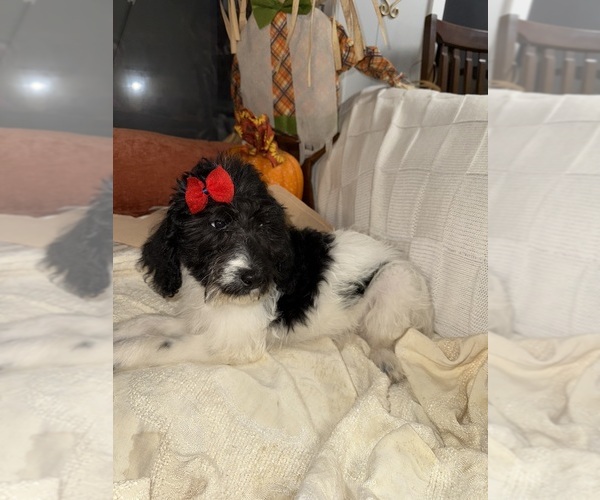 Medium Photo #1 Labradoodle Puppy For Sale in SPRINGHILL, LA, USA