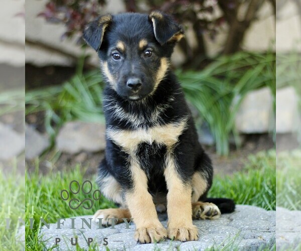 Medium Photo #4 Australian Shepherd-German Shepherd Dog Mix Puppy For Sale in BIRD IN HAND, PA, USA