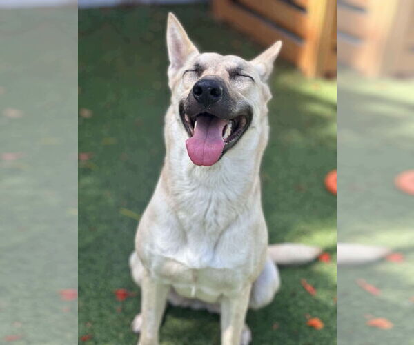 Medium Photo #3 Huskies -white german shepherd Mix Puppy For Sale in Pompano Beach , FL, USA
