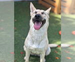 Small #2 Huskies -white german shepherd Mix