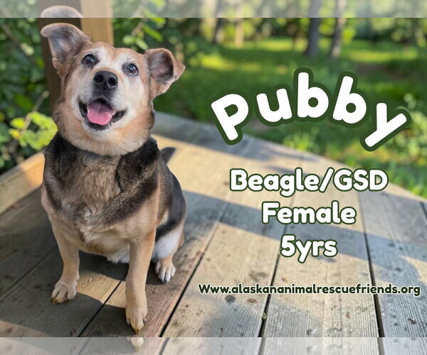 Medium Photo #1 Beagle-German Shepherd Dog Mix Puppy For Sale in Anchorage, AK, USA
