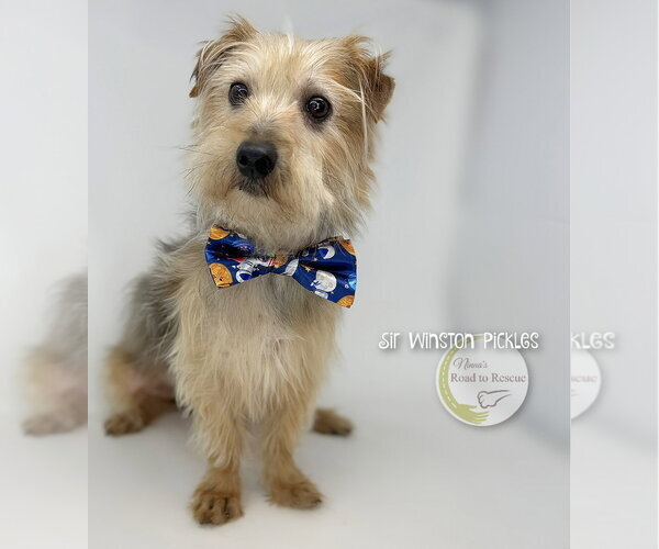 Medium Photo #3 Mutt Puppy For Sale in Benton, LA, USA