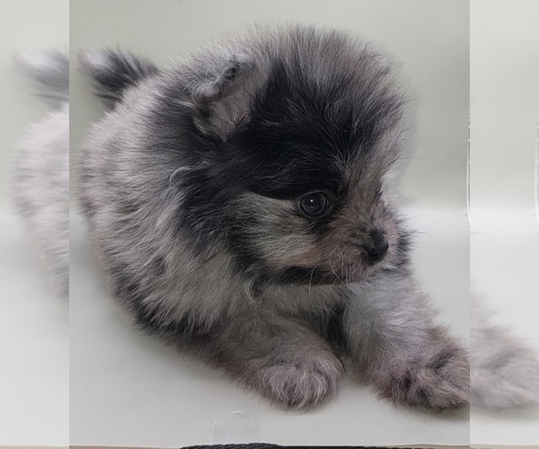 Medium Photo #13 Pomeranian Puppy For Sale in PORTLAND, ME, USA