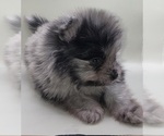 Small #12 Pomeranian