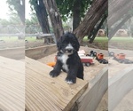 Puppy Rex Bordoodle