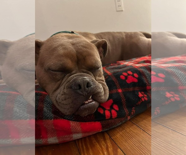 Medium Photo #6 American Bulldog-Unknown Mix Puppy For Sale in Derwood, MD, USA
