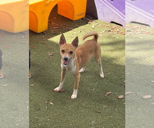 Rat Terrier Dogs for adoption in Orlando, FL, USA