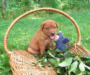 Labrador Retriever Puppy for sale in LOUDONVILLE, OH, USA