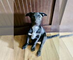 Small #7 Labrador Retriever Mix