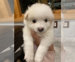 Small Photo #1 Pomeranian Puppy For Sale in ASHLAND, MA, USA