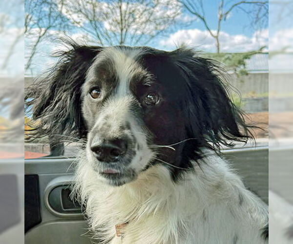Medium Photo #13 Cocker Spaniel Puppy For Sale in Arlington, VA, USA