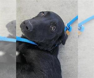 Border Collie Dogs for adoption in Bakersfield, CA, USA