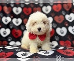 Hex - Male Bichpoo Puppy for Sale - Photo #9