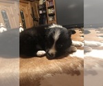Small Photo #2 Border Collie Puppy For Sale in BOWLING GREEN, KY, USA