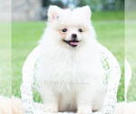 Small Photo #5 Pomeranian Puppy For Sale in WARSAW, IN, USA