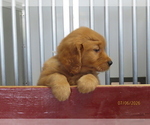 Small #3 Golden Retriever