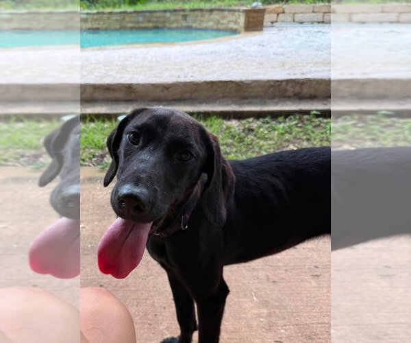 Medium Photo #3 Great Dane Puppy For Sale in Bullard, TX, USA