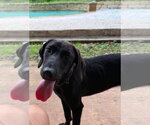 Small #2 Great Dane
