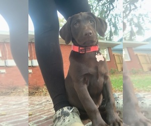 Labrador Retriever Puppy for sale in SAVANNAH, GA, USA