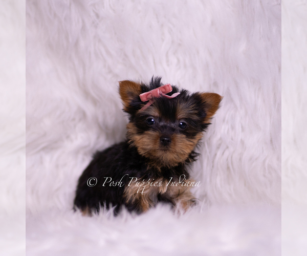 Medium Photo #4 Yorkshire Terrier Puppy For Sale in WARSAW, IN, USA