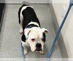 Small Bulldog Mix