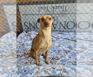 Chipin Dogs for adoption in El Centro, CA, USA