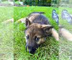 Puppy 4 German Shepherd Dog-Siberian Husky Mix