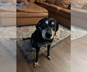 BO (COURTESY POST) - Male Labbe Dog for Adoption - Photo #2