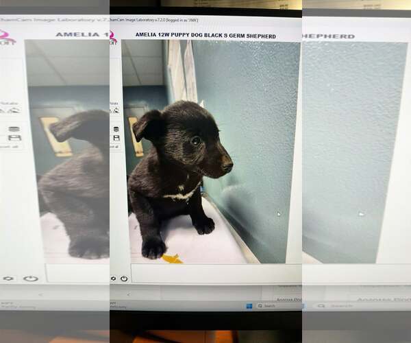 Medium Photo #3 German Shepherd Dog-Unknown Mix Puppy For Sale in Woodbury, NY, USA