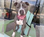 Small #1 American Pit Bull Terrier