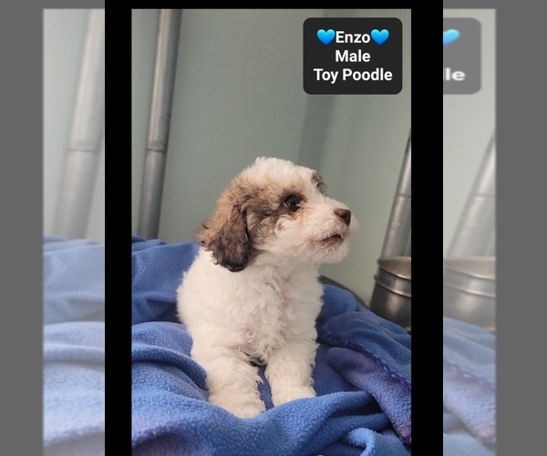 Medium Photo #2 Poodle (Toy) Puppy For Sale in TUCSON, AZ, USA