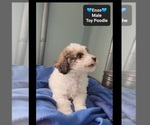 Small #1 Poodle (Toy)