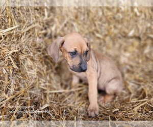 Catahoula Leopard Dog Puppy for sale in CUMBY, TX, USA