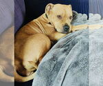 Small #1 American Pit Bull Terrier-Bulldog Mix