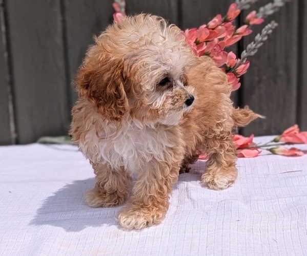 Medium Photo #3 Poodle (Miniature) Puppy For Sale in GOSHEN, IN, USA