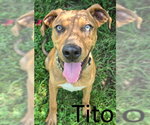 Small Catahoula Leopard Dog Mix
