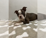 Small Photo #2 Boston Terrier Puppy For Sale in BEECH GROVE, IN, USA