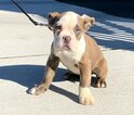 Small Photo #3 Bulldog Puppy For Sale in CHELSEA, MA, USA