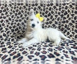 Small #2 West Highland White Terrier