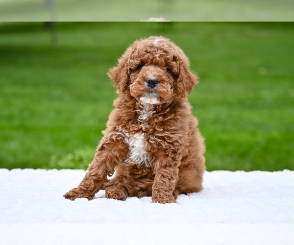 Medium Photo #2 Goldendoodle (Miniature) Puppy For Sale in MILLERSBURG, OH, USA