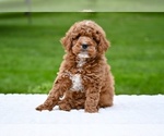 Small #1 Goldendoodle (Miniature)
