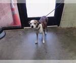 Small Whippet Mix