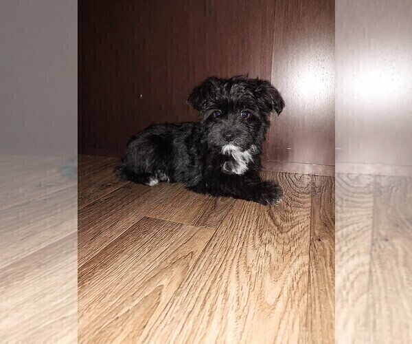 Medium Photo #6 YorkiePoo Puppy For Sale in LAPEER, MI, USA