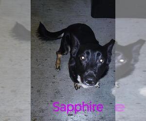 Collie-German Shepherd Dog Mix Dogs for adoption in San Antonio, TX, USA