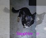 Small Collie-German Shepherd Dog Mix