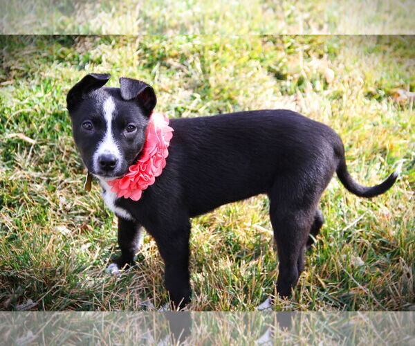 Medium Photo #3 Mutt Puppy For Sale in Sandy, UT, USA